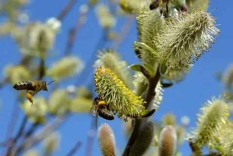 تصویر 2 از عرق بیدمشک ارومیه طبیعی با عطر اصیل و کیفیت مطلوب